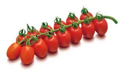 עגבניות שרי תמר